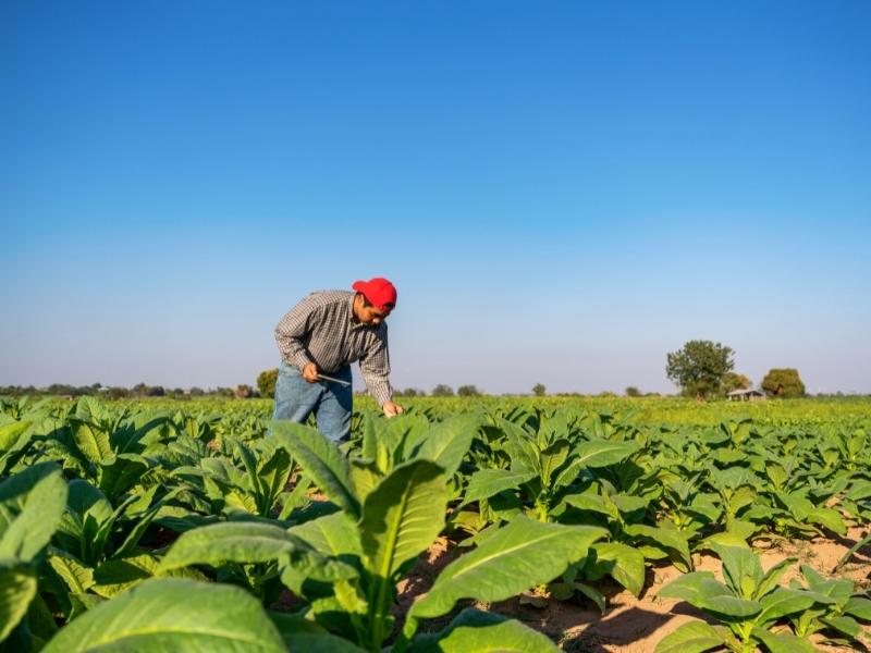 ecovio® M 2351 garante mais economia e produtividade ao agricultor.